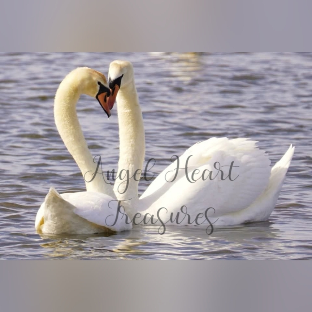 5x7 Original Nature Photography Of Mute Swan Couple On The Water Photo P…